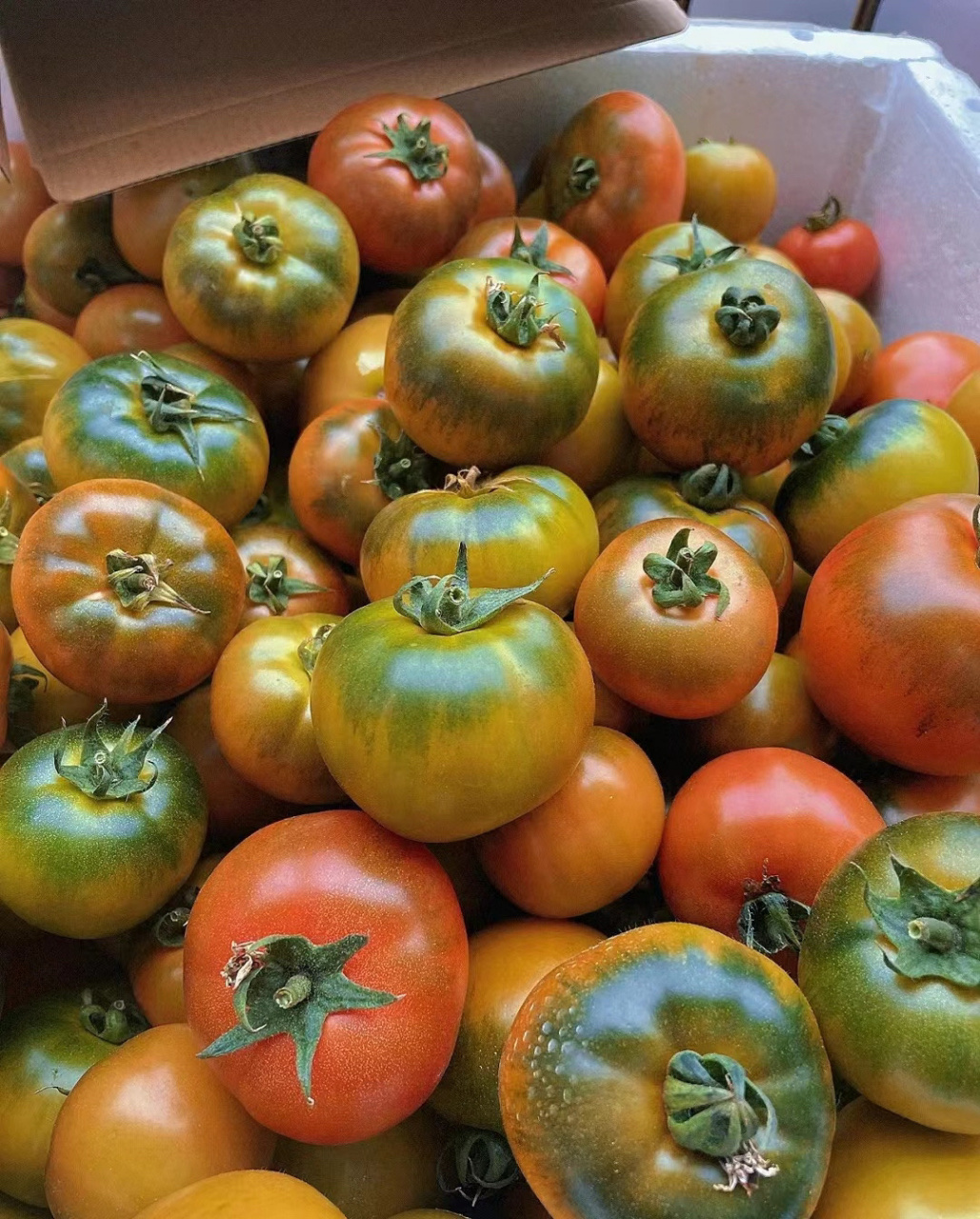 小时候的味道的草莓番茄 6015 草莓西红柿又称铁皮柿子,草莓柿子