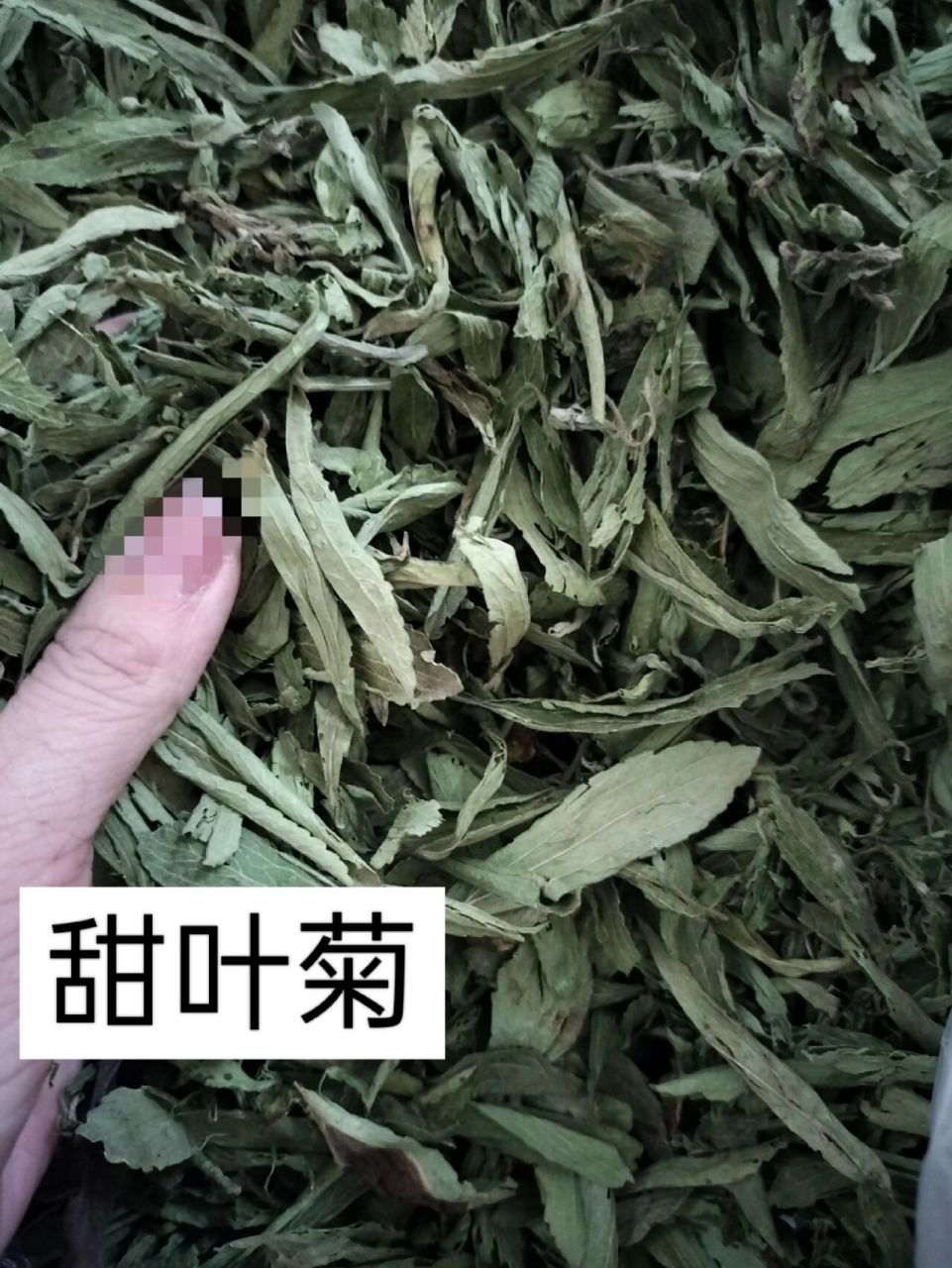 每日懂点中药～～甜叶菊 功效与作用 生津止渴,降