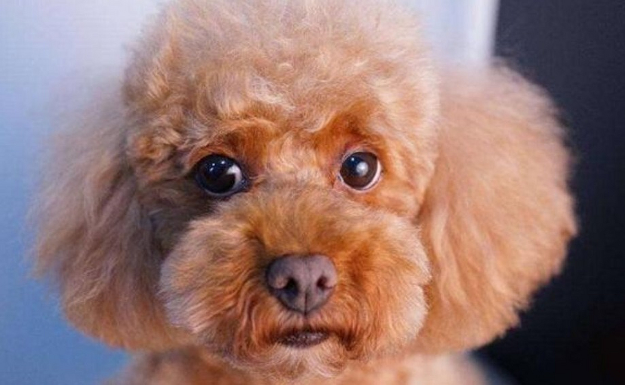 泰迪眼睛里面有泪是啥原因 泰迪眼睛里总是有泪液,常常是眼部受到了