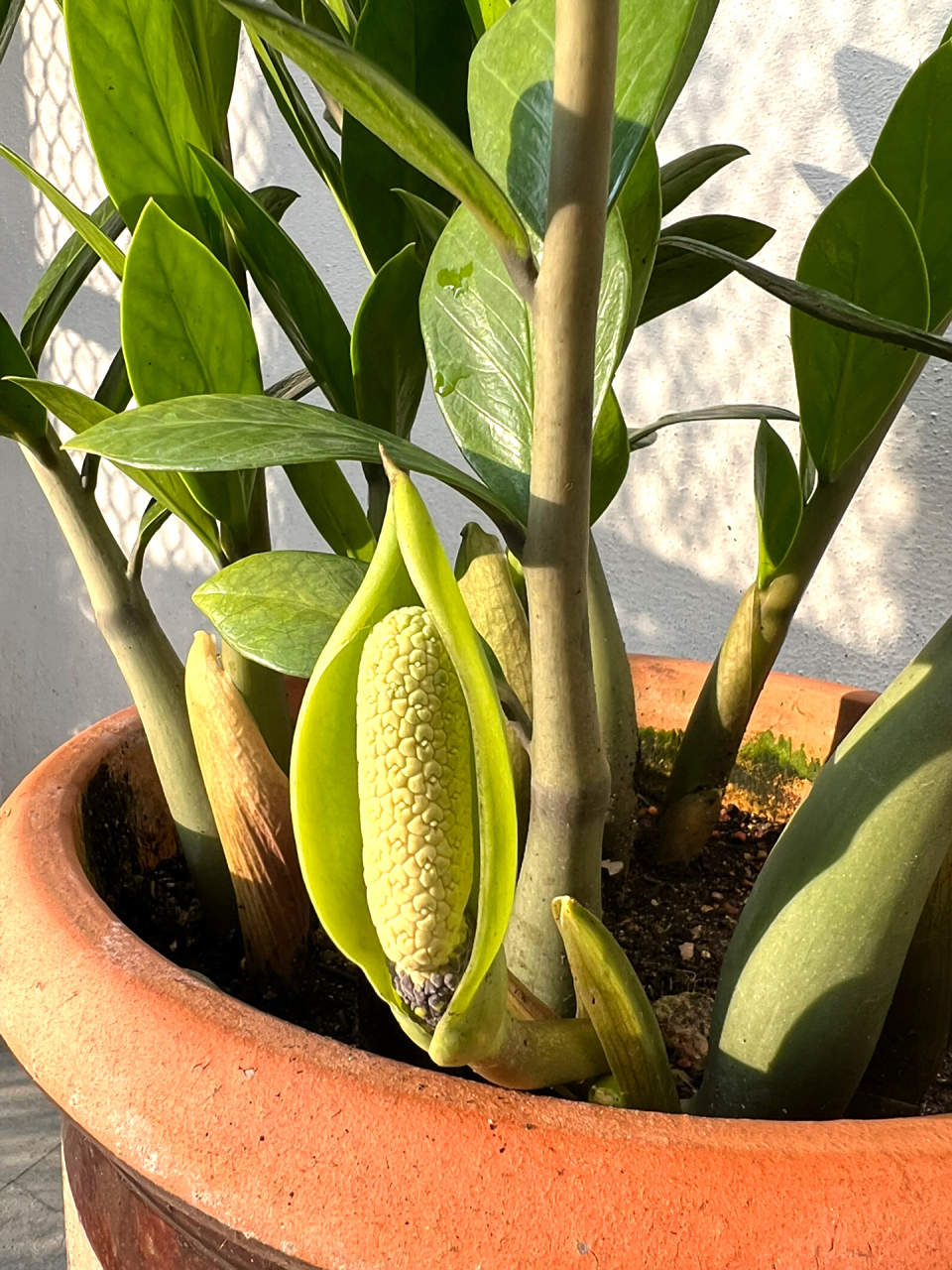 9890金钱树开花,小芽不停冒,就这3招 1)配土要好,土壤要透气.