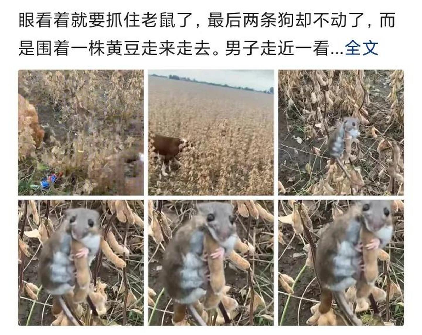 憨憨的动物  松鼠和老鼠明明长得挺像的,为什么松鼠看起来比老鼠顺眼