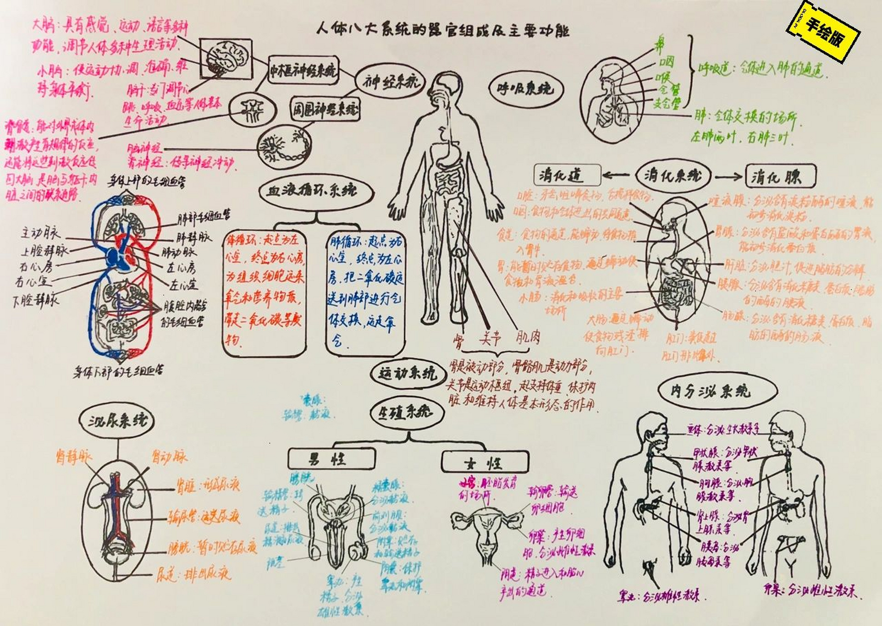 人体八大系统简笔画图图片