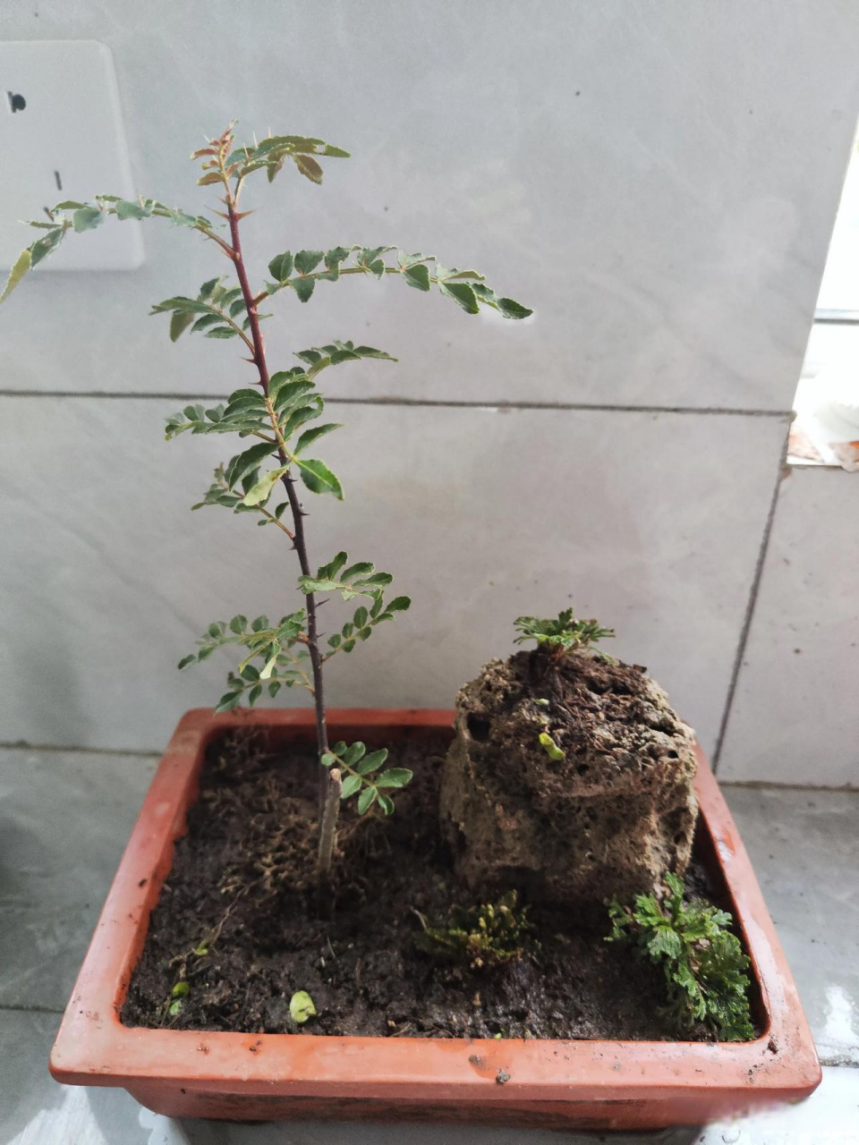周末登山,得一野花椒树并卷柏两片,加上水石置于花盆中,尚可一观