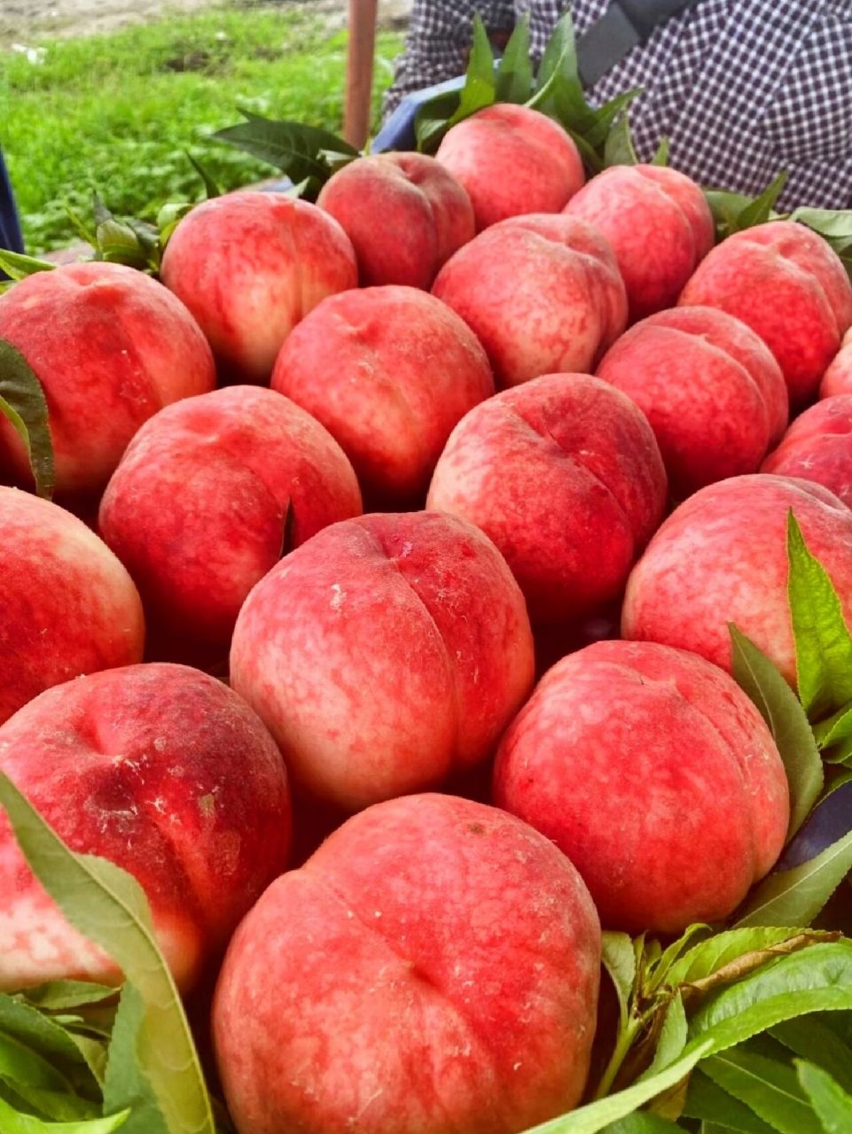 出了名的桃乡 当季盛产京红 潘红 九宝 绿化九等等多种不同品种的桃子