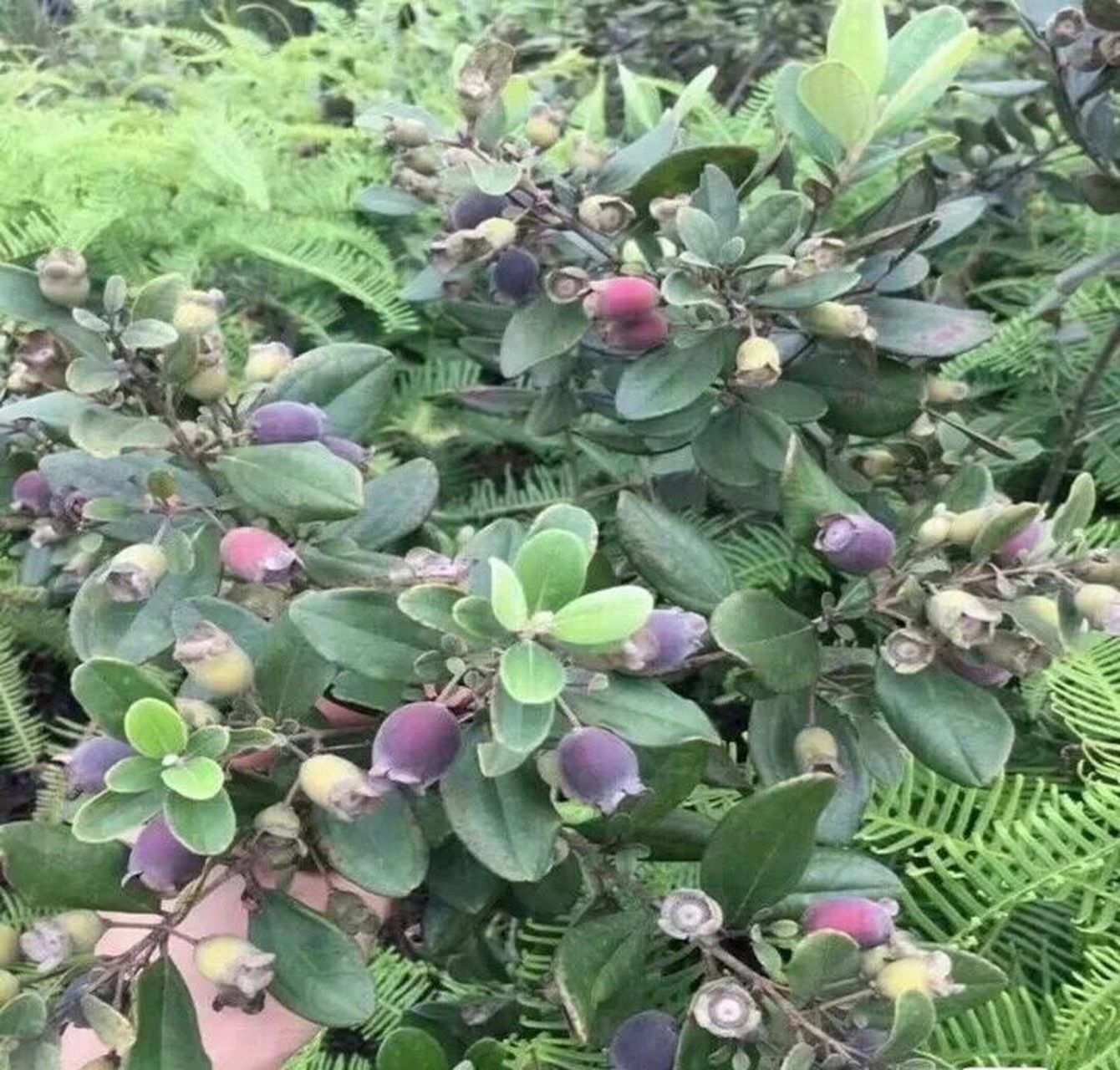 桃金娘的作用山稔果果实: 有丰富的营养价值