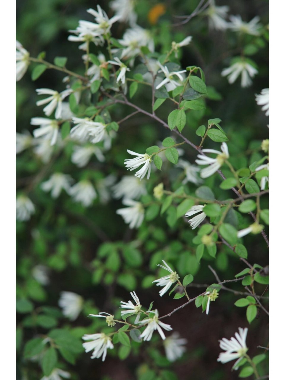 檵木,春开细白花 . 檵木,金缕梅科檵木属,有白花和红花之分.