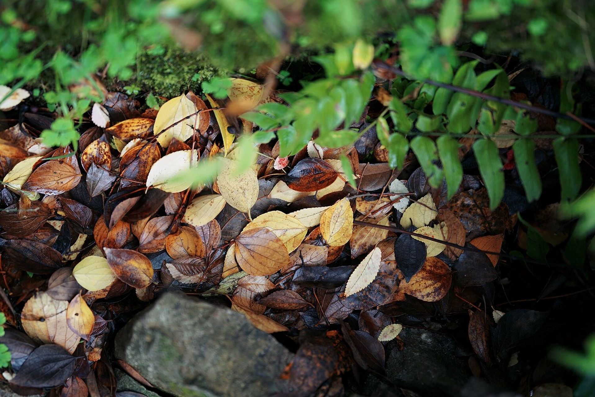 秋日美图/园林美图分享 #苏州园林# #秋天# #落叶# #治愈系风景