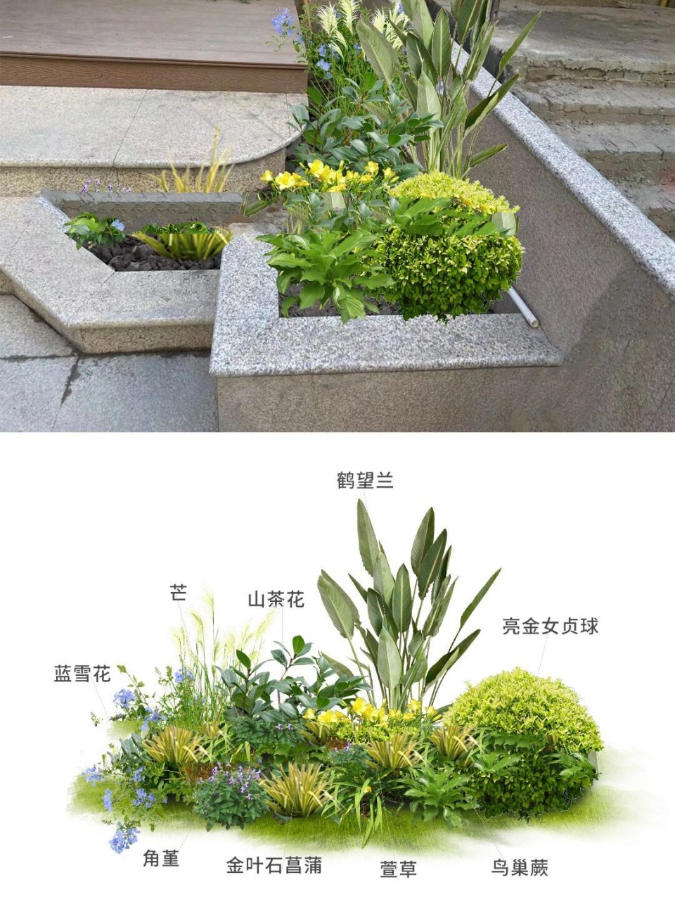 秋冬极简小花镜97花园花坛植物搭配方案清单 植物配置:蓝雪花,芒草