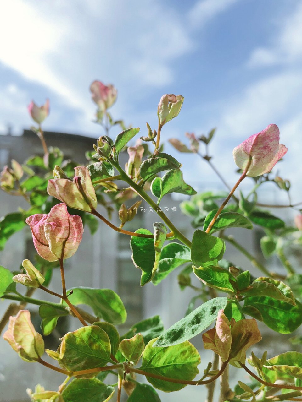 三角梅黑玛丽,开出了让我心动的复古色 虽然是因为冬季隔窗日晒上色不