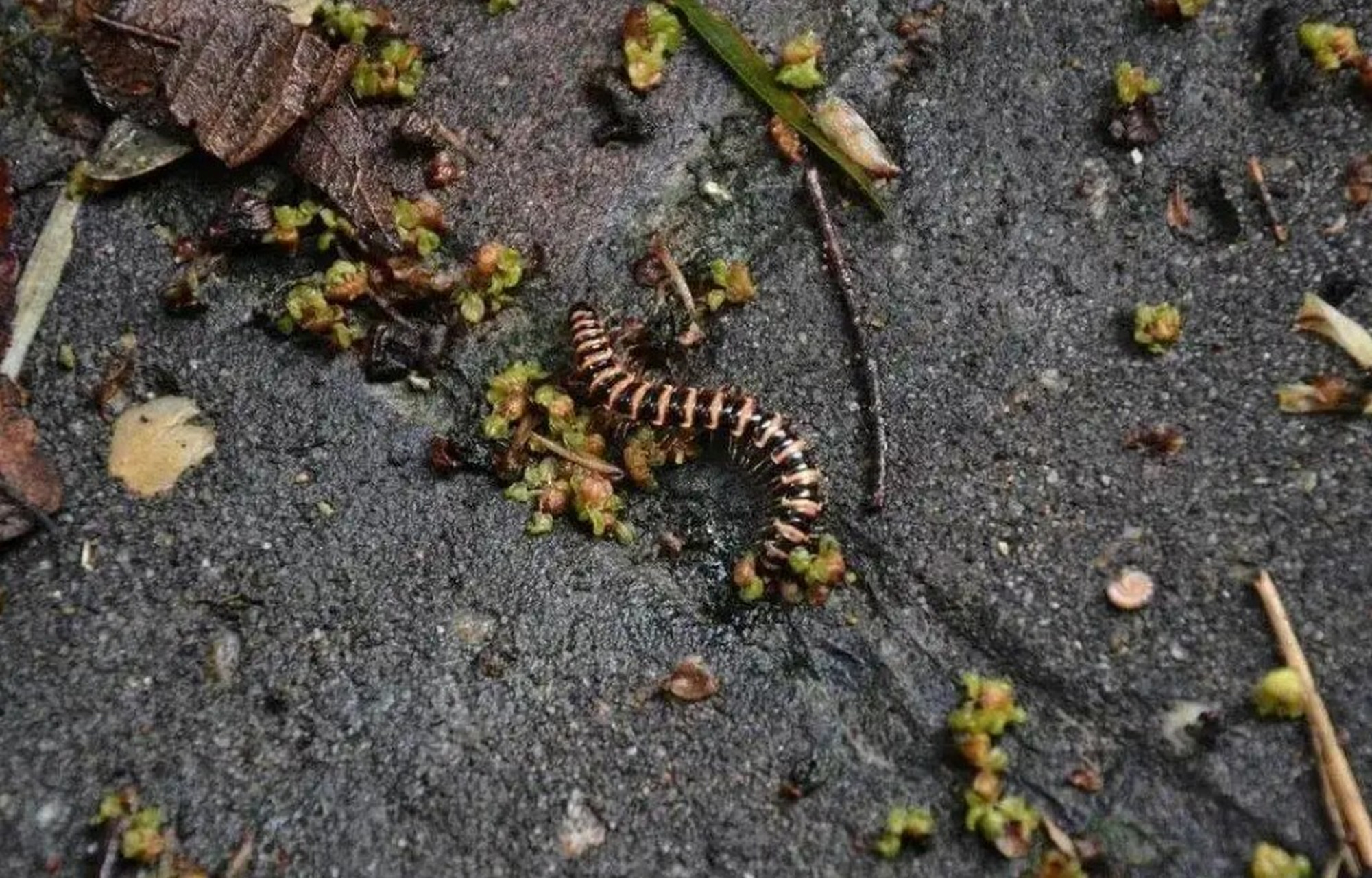 家里花盆发现千足虫怎么处理 家里的花盆发现在千足虫,千足虫会爬到土