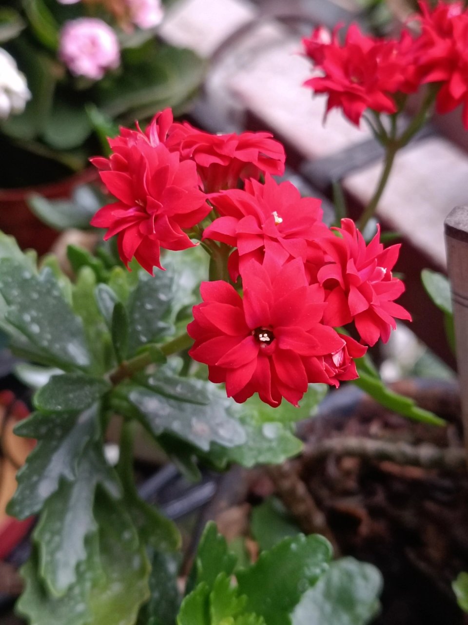 长寿花——非洲红宝石 颜色很正的红,养了几年,没照顾好,茎软趴趴地