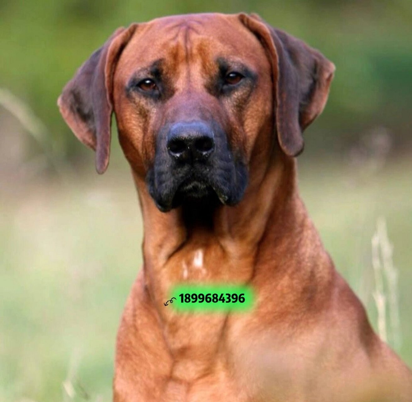 罗德西亚山脊背犬(超级人气品种) 温馨提示: 想了解更多职业纯种猫