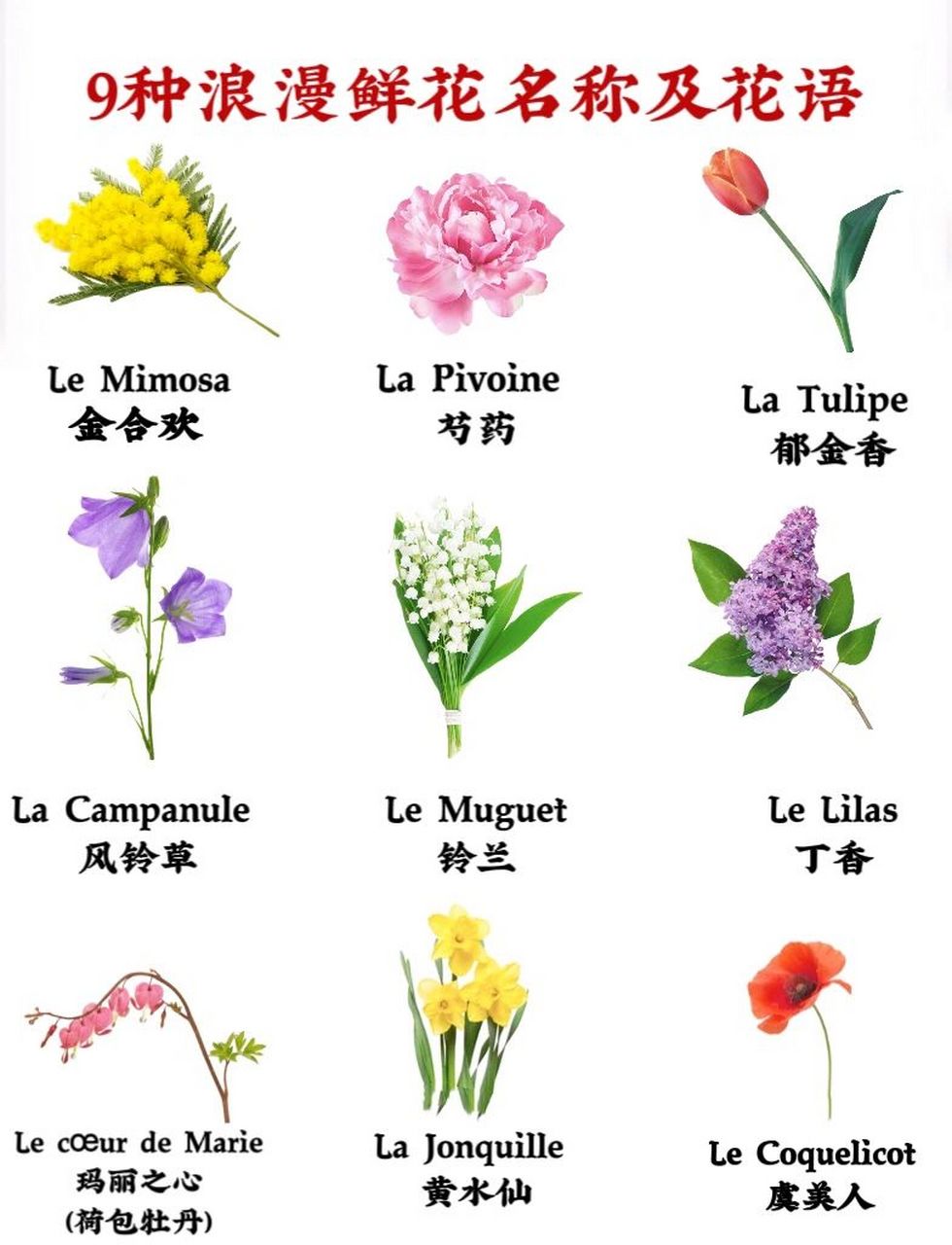 各种花的象征图片