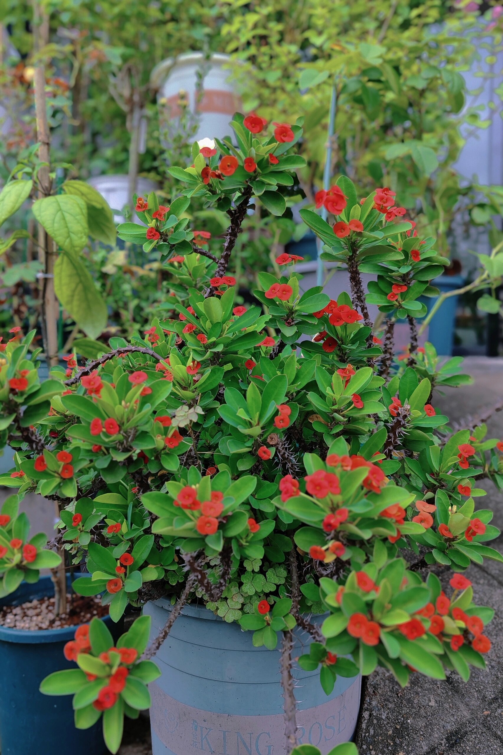 一年开300多天的花74虎刺梅