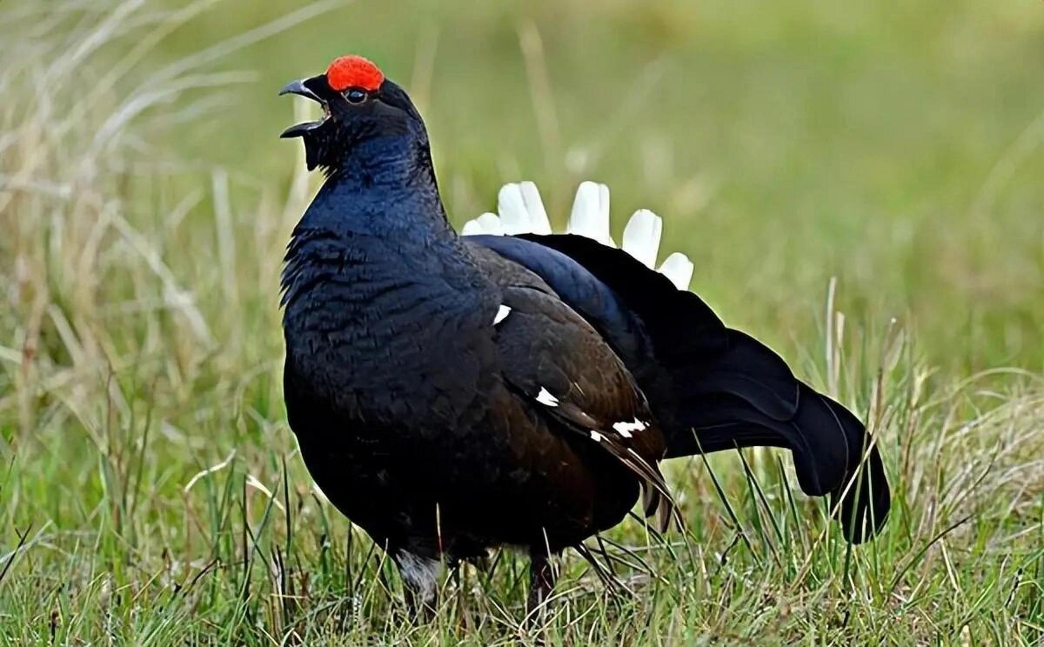 黑琴鸡 黑琴鸡又称黑野鸡,乌鸡,是鸡形目松鸡科琴鸡属的鸟类动物