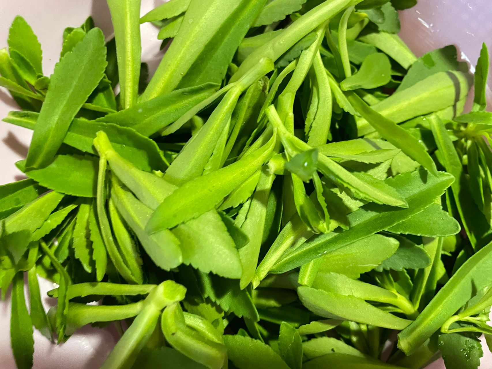 今天吃什么|凉拌救心菜 救心菜富含高钙,吃起来和平常的青菜味道差不