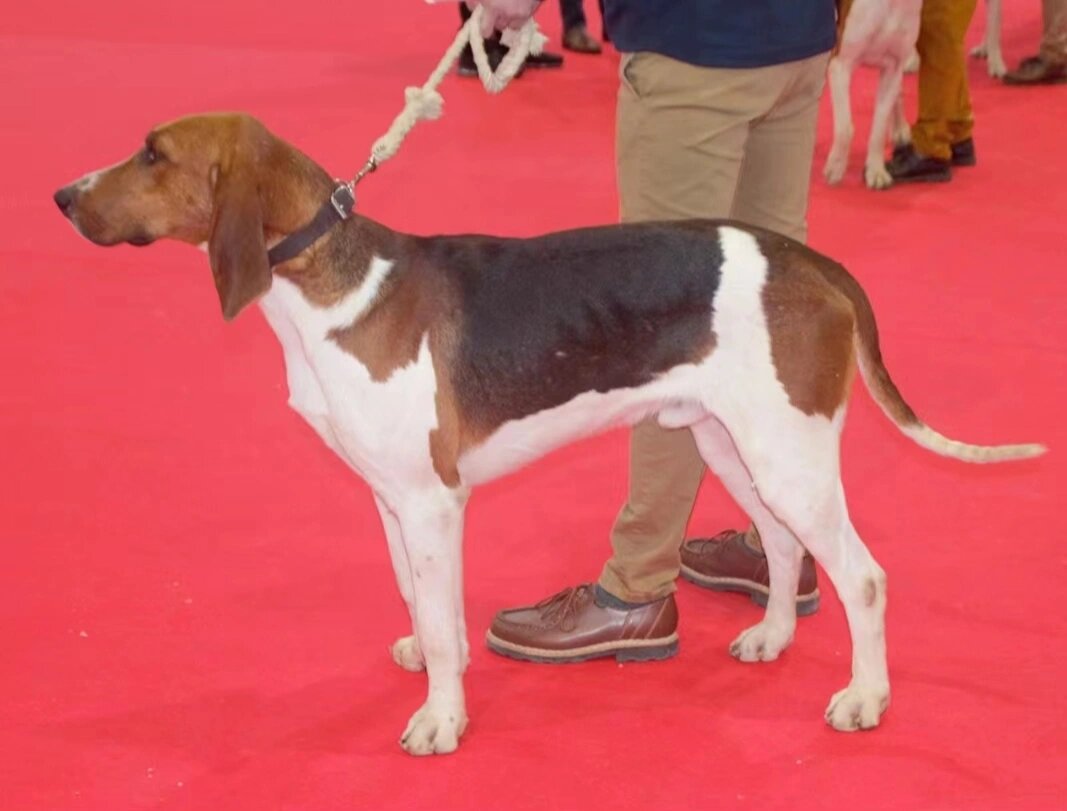 哈利犬和比格犬的图片图片