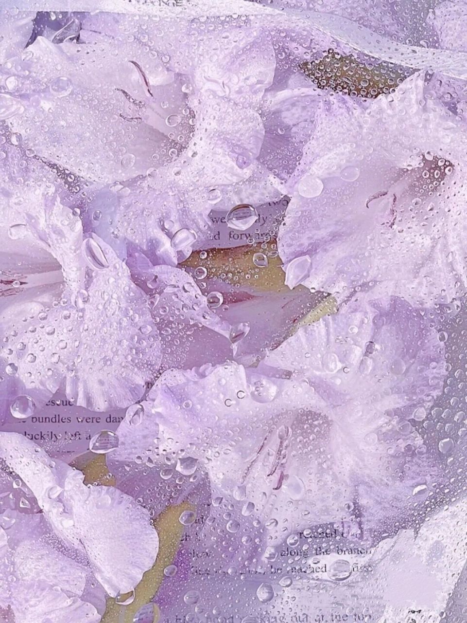 6015 apple watch表带壁纸分享!紫色迷人系列