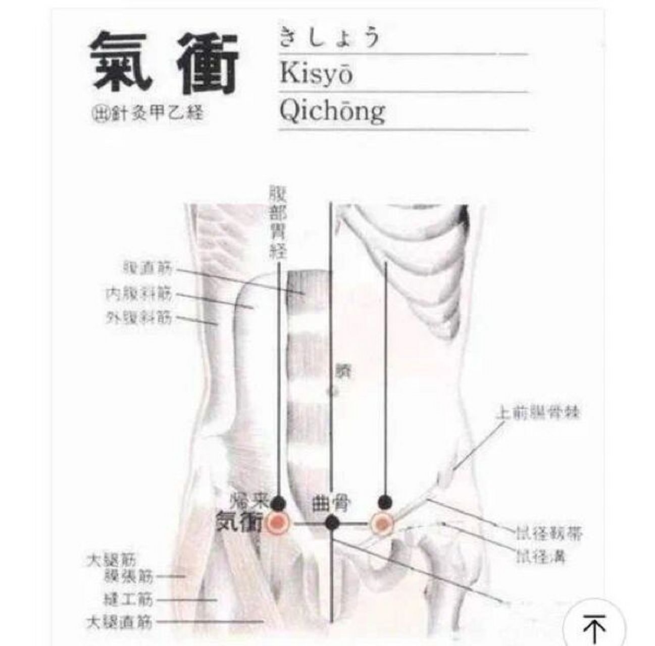 每日一穴～气冲穴: 润宗筋,理下元,散厥气 气冲为经穴名.