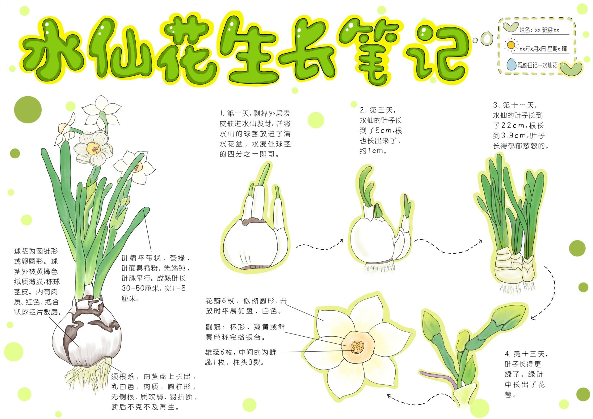 水仙花生长简笔画图片