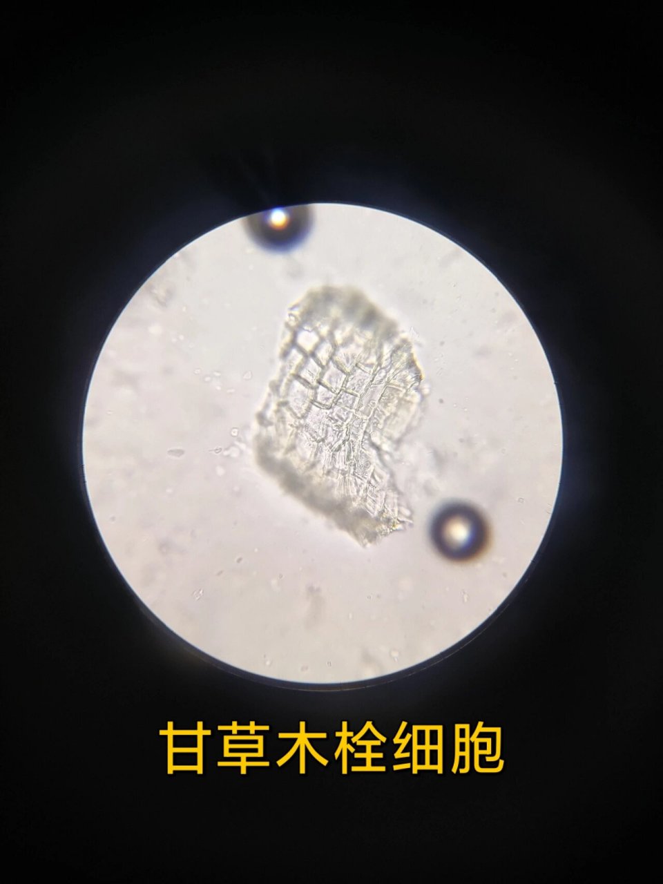 人参 甘草粉末鉴别特征 人参 淡黄白色,树脂道碎片易见,含黄色块状