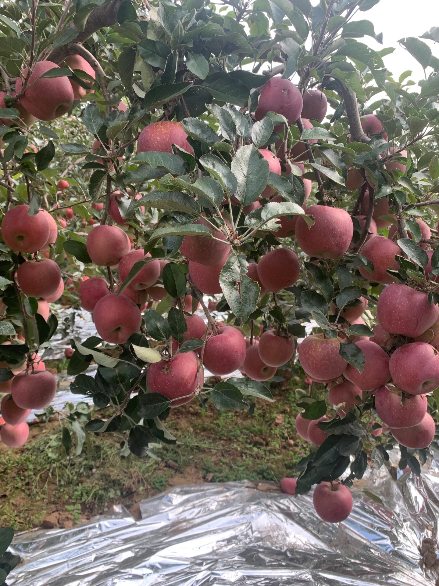 如果你有肠胃疾病,那就尽量不要吃苹果.因为苹果的果酸