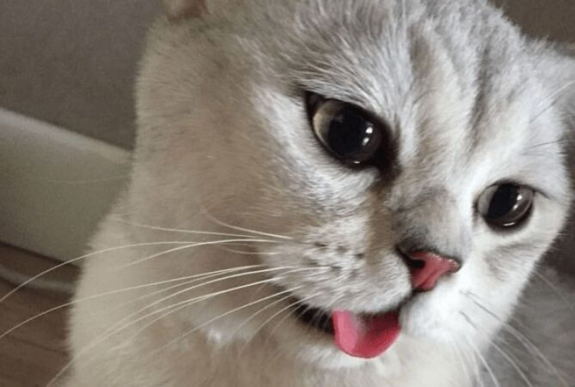 猫咪突然张嘴喘气是什么原因?