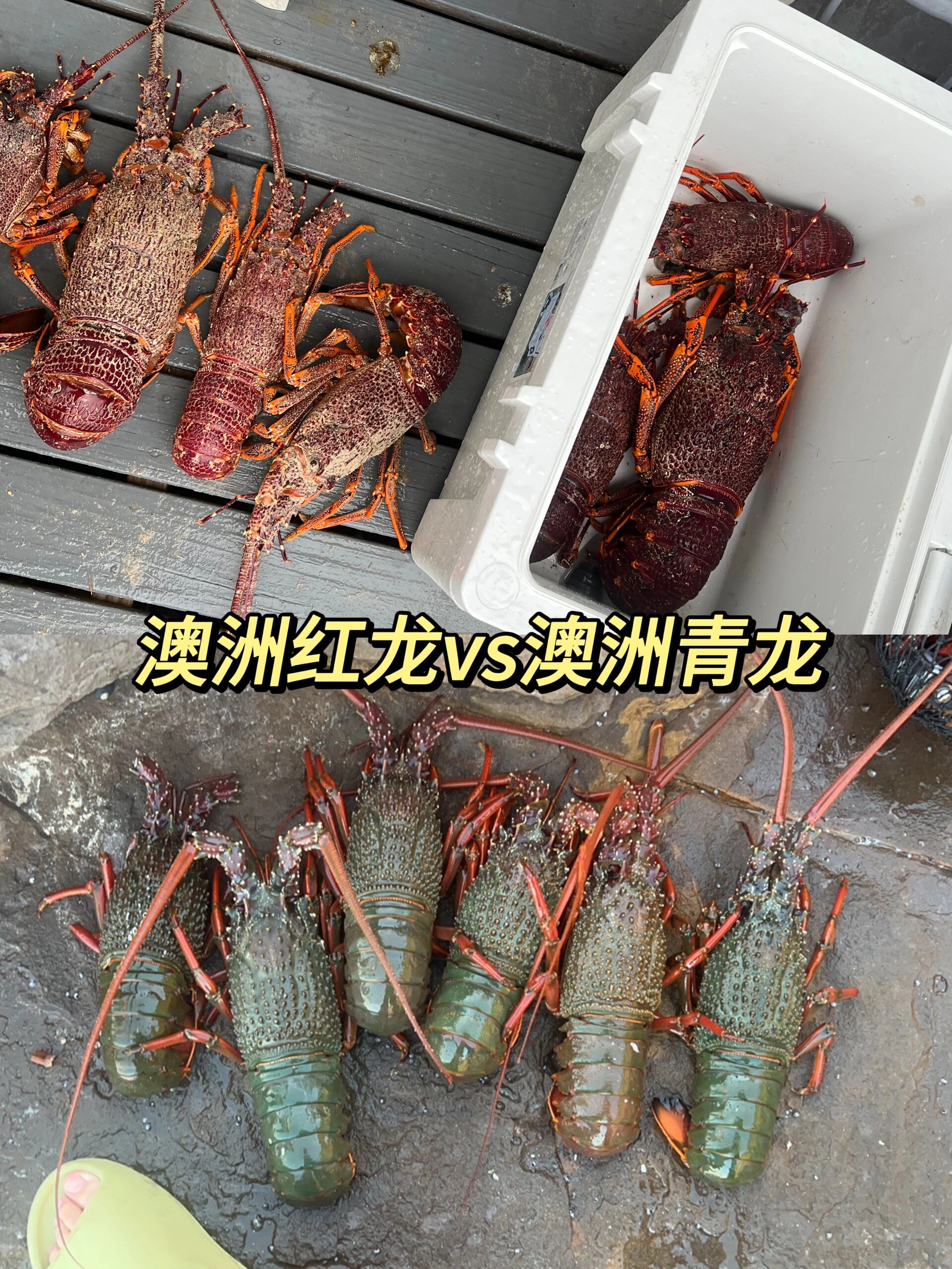 澳洲青龙和澳洲红龙到底哪个更好吃?
