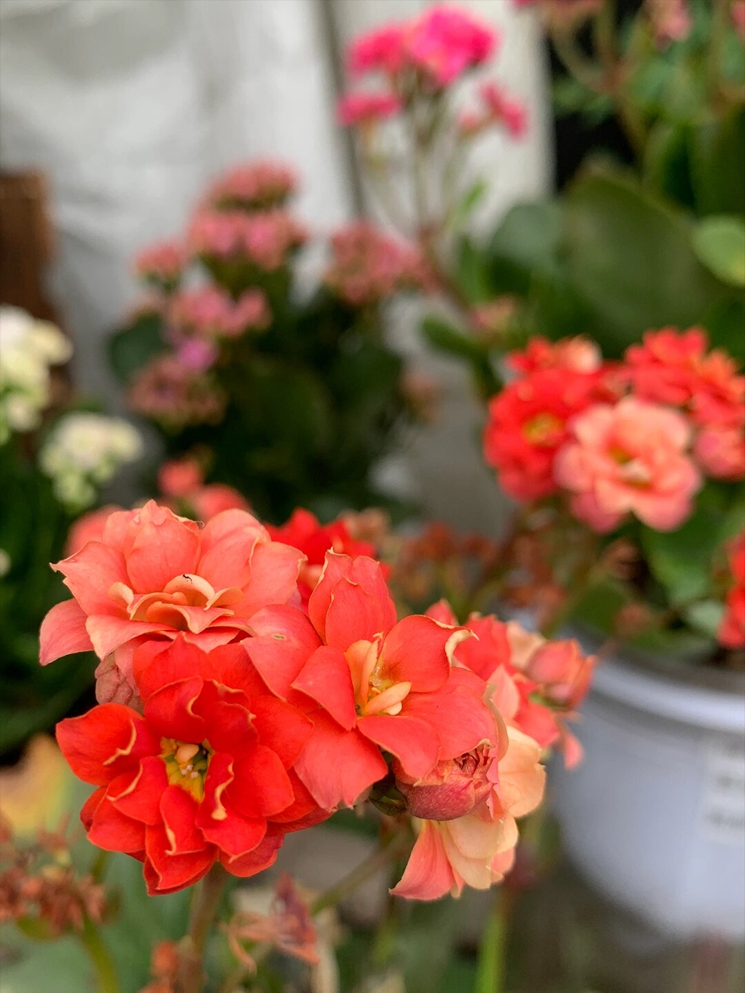 盖茨长寿花(33),西瓜红色 盖茨长寿花 一个开西瓜红色大花的长寿花.