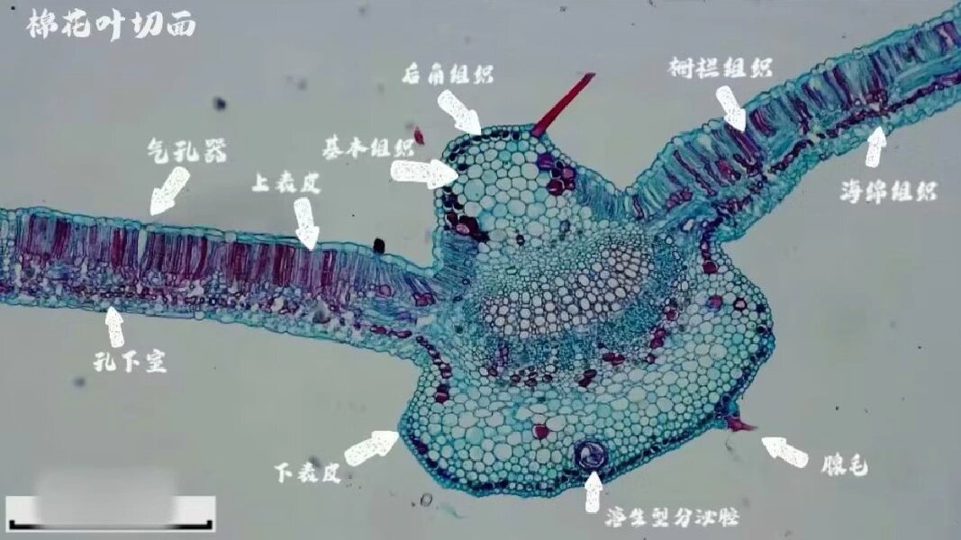 眼子菜叶横切结构图图片