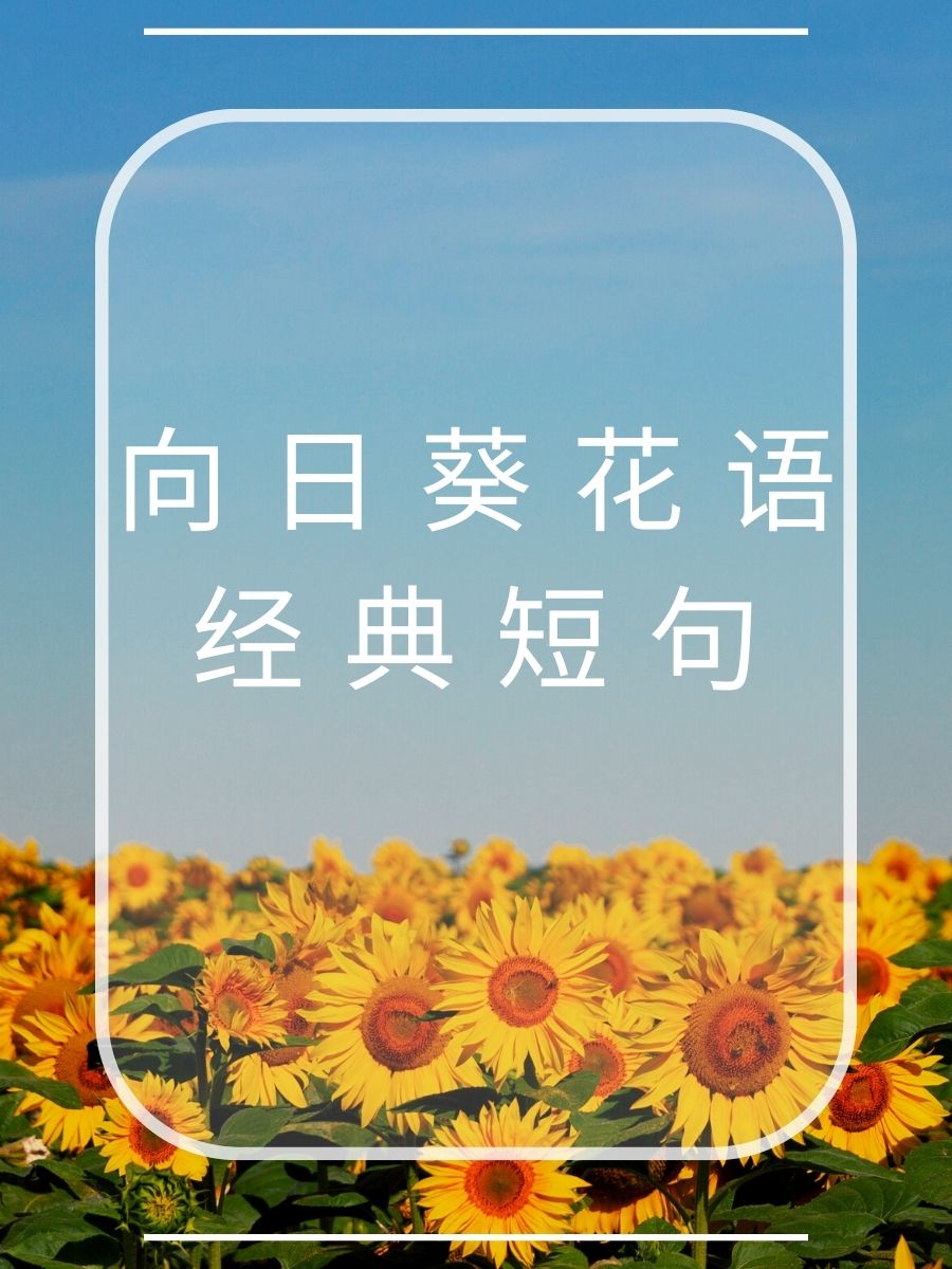 带文字的向日葵 花语图片