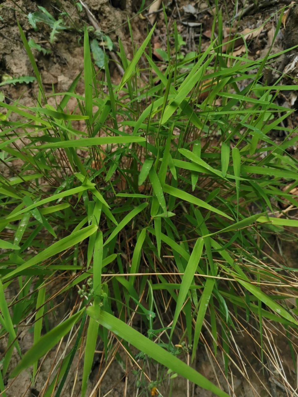 中药草金丝草 长相挺秀丽的,像小文山竹