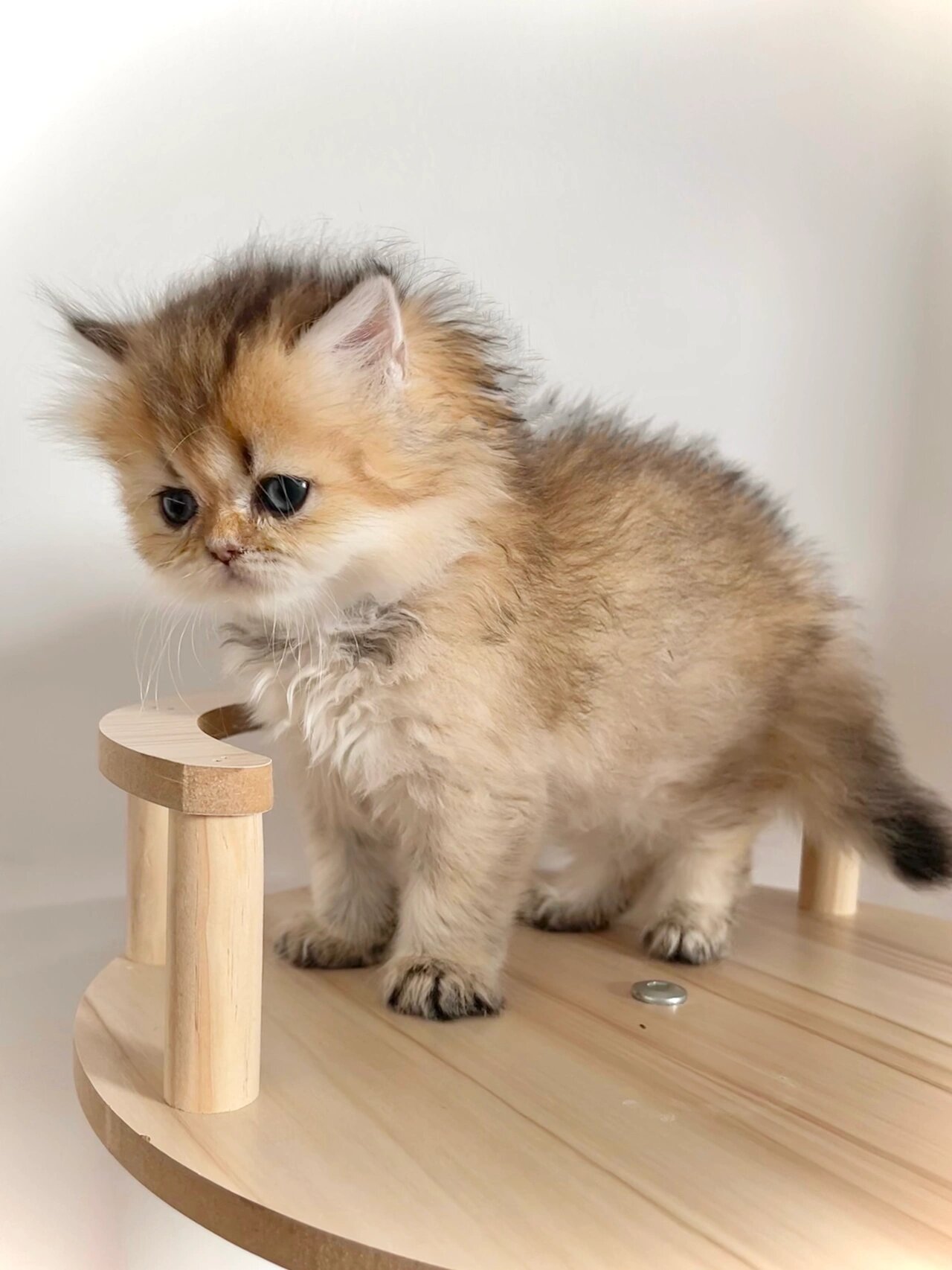 长毛黑金渐层 —— 懵懵『妹妹子』 5月1日 北京丰台区出生 血统