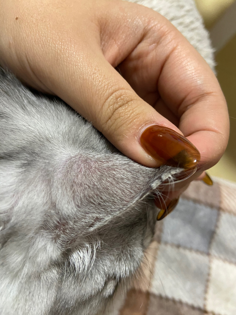 请问这个是猫藓嘛呜呜呜 今天突然在猫的耳朵上发现的,而且摸起来像结