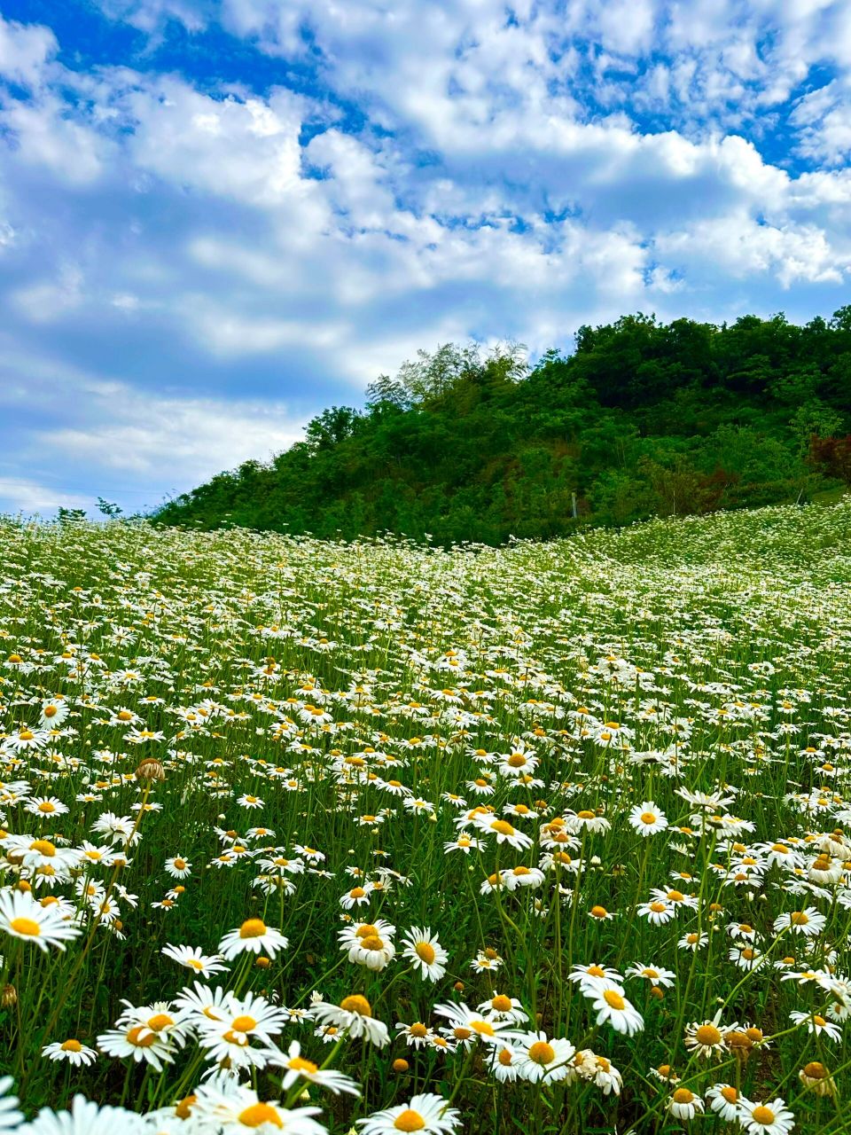 狮子山公园花海 小雏菊太美了 太