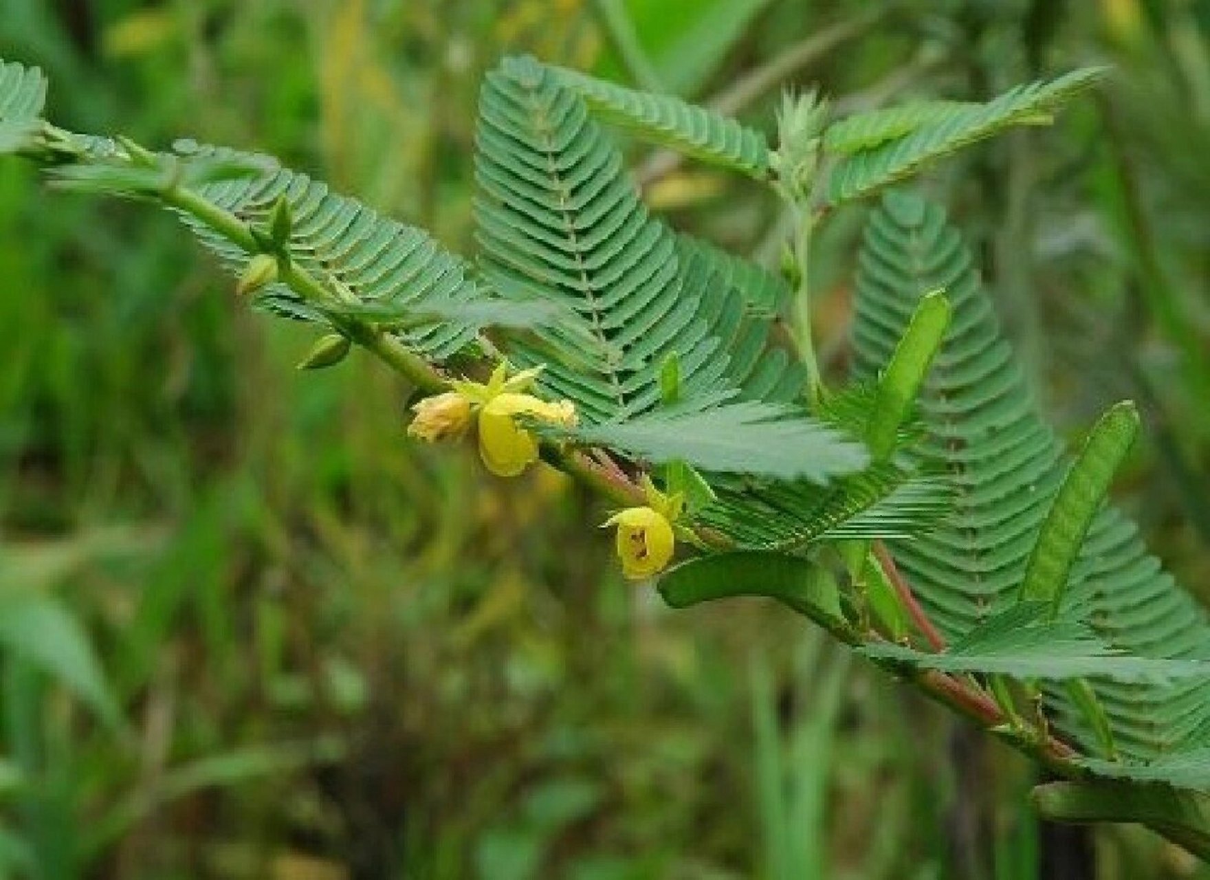 的中药材 110 | 田皂角 99药材名:田皂角(豆科) 99别名:禾镰草,梗