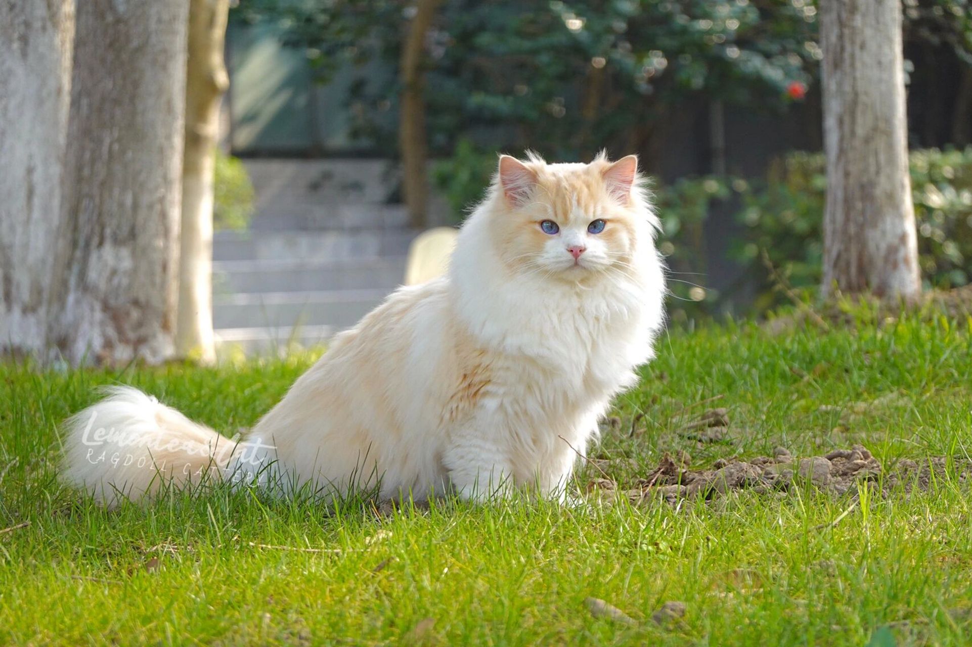 火焰布偶猫多少钱一只图片