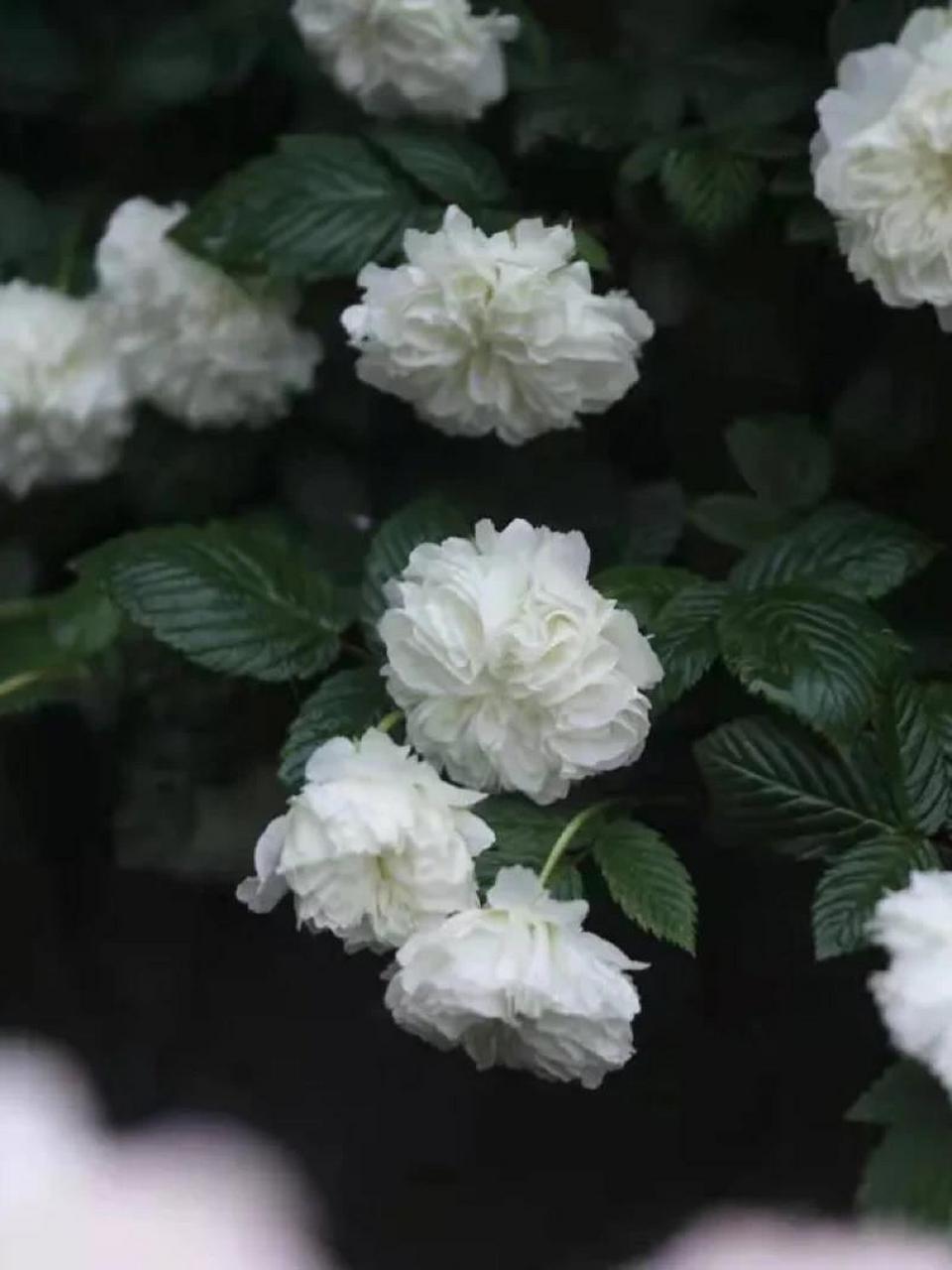 【茶蘼花】-末路之美97 9799荼蘼又名酴醾,佛见笑,重瓣空心泡