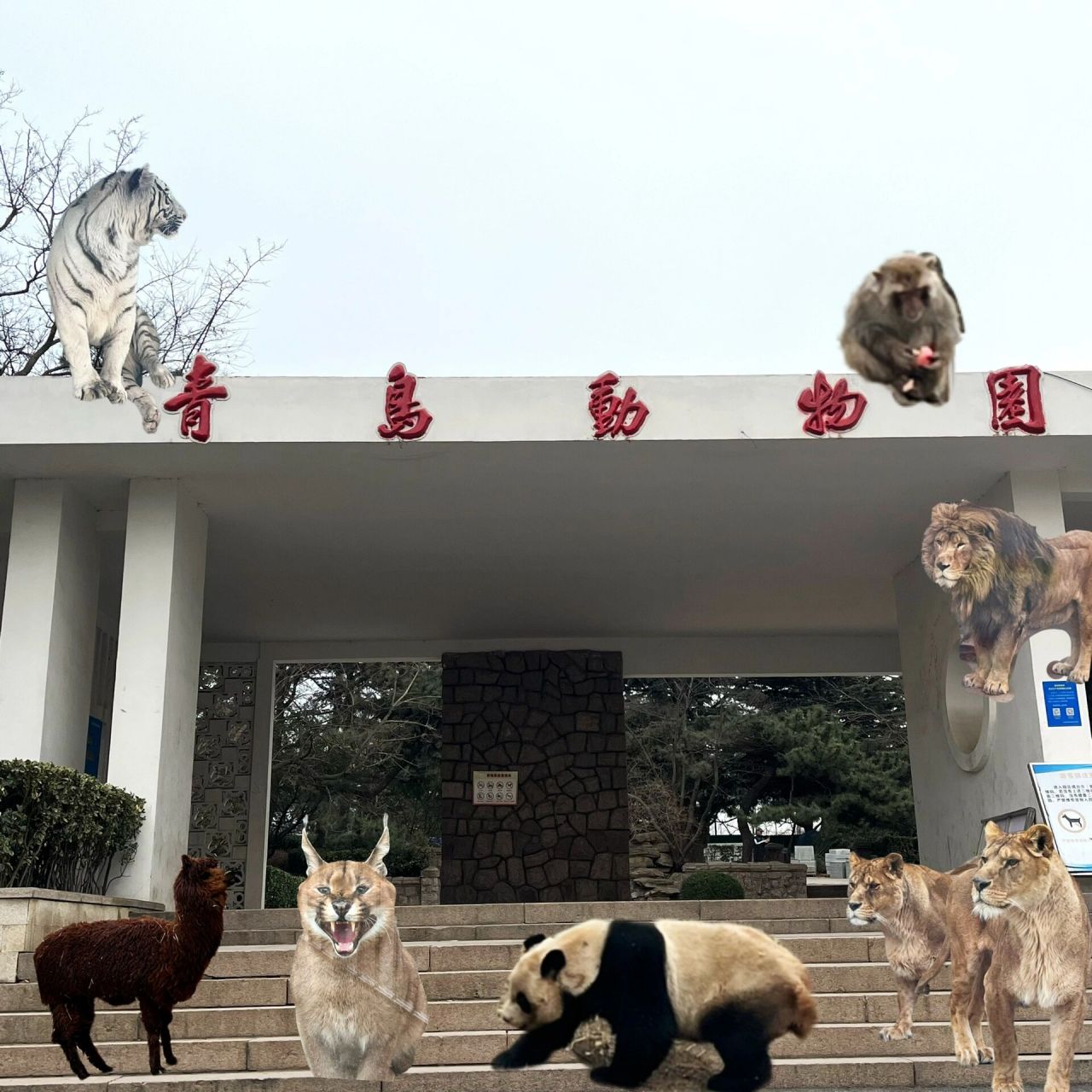 青岛动物园8.5的快乐!学生票半价哦! 动物园里有什么?