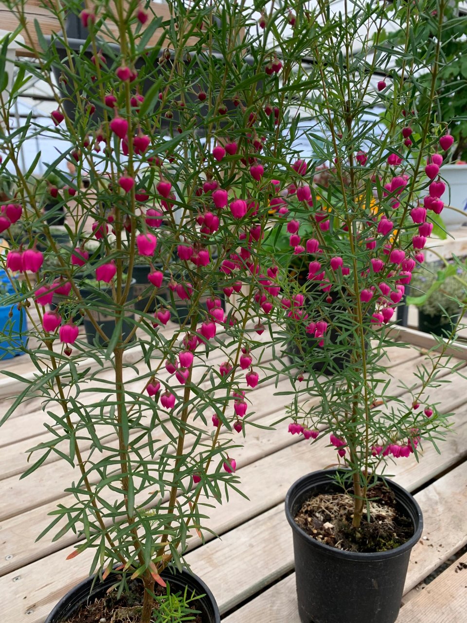 每天一个花植养护知识 | 波罗尼 波罗尼亚花属于芸香科的柑橘类,根据