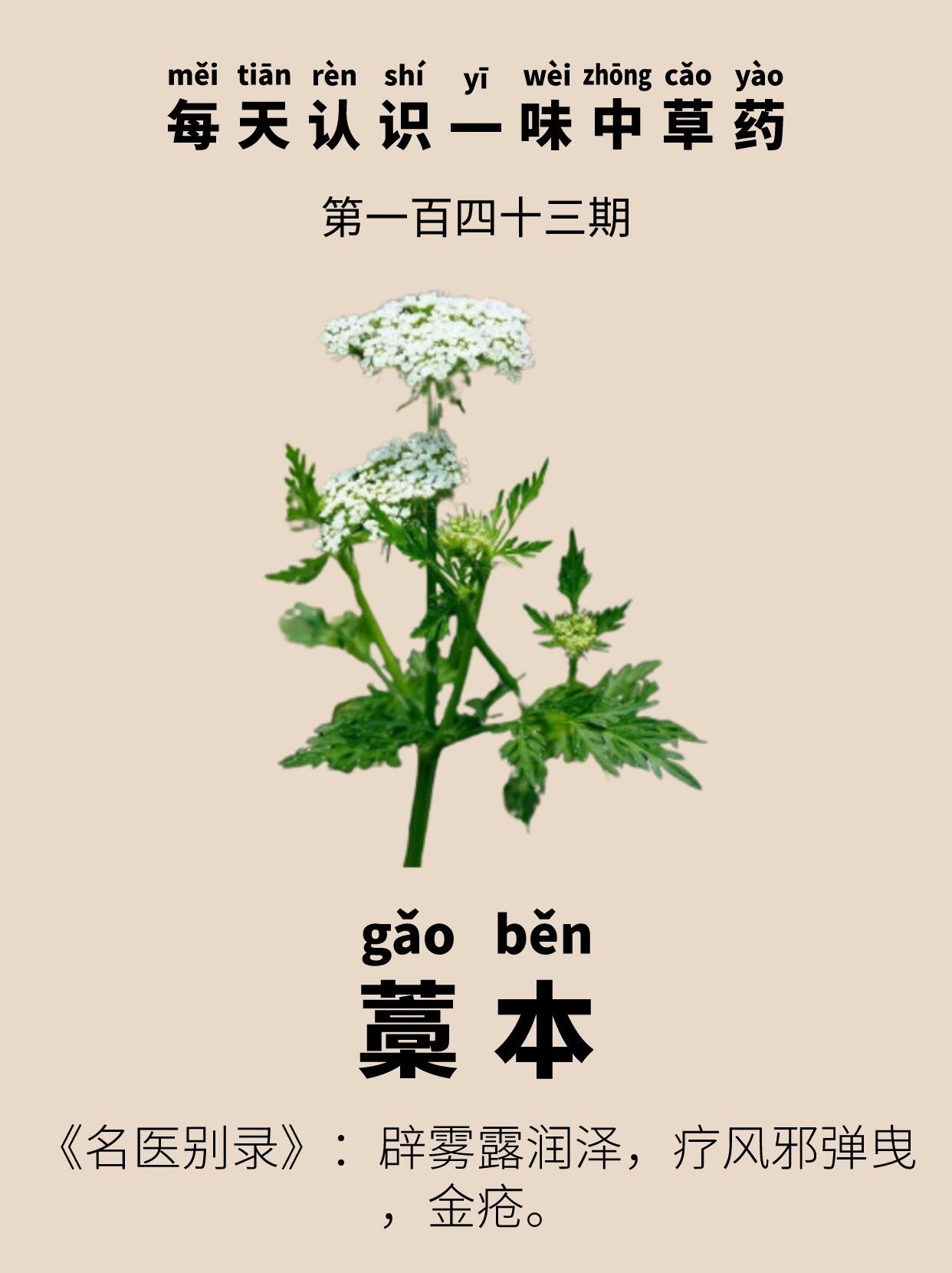 每天认识一味中草药|藁本