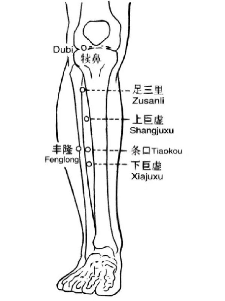 一天记一个穴位—下巨虚穴 下巨虚穴,属足阳明胃经,小肠经之下合穴.