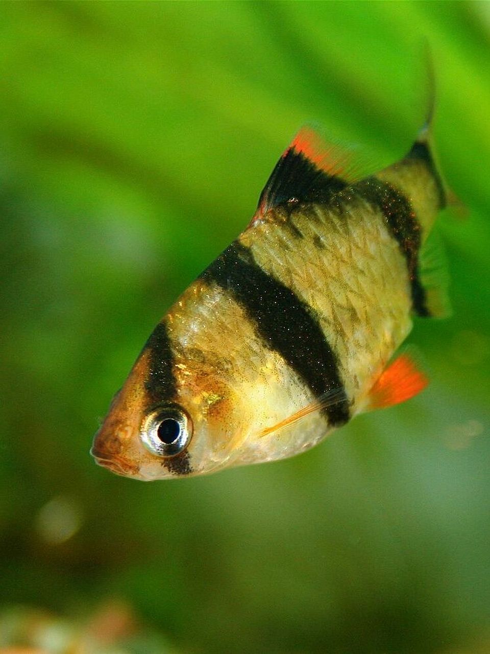 p1 虎皮鱼:个性活泼好动,虎纹配色也很靓丽,但喜欢撕咬游速慢鱼的鳍