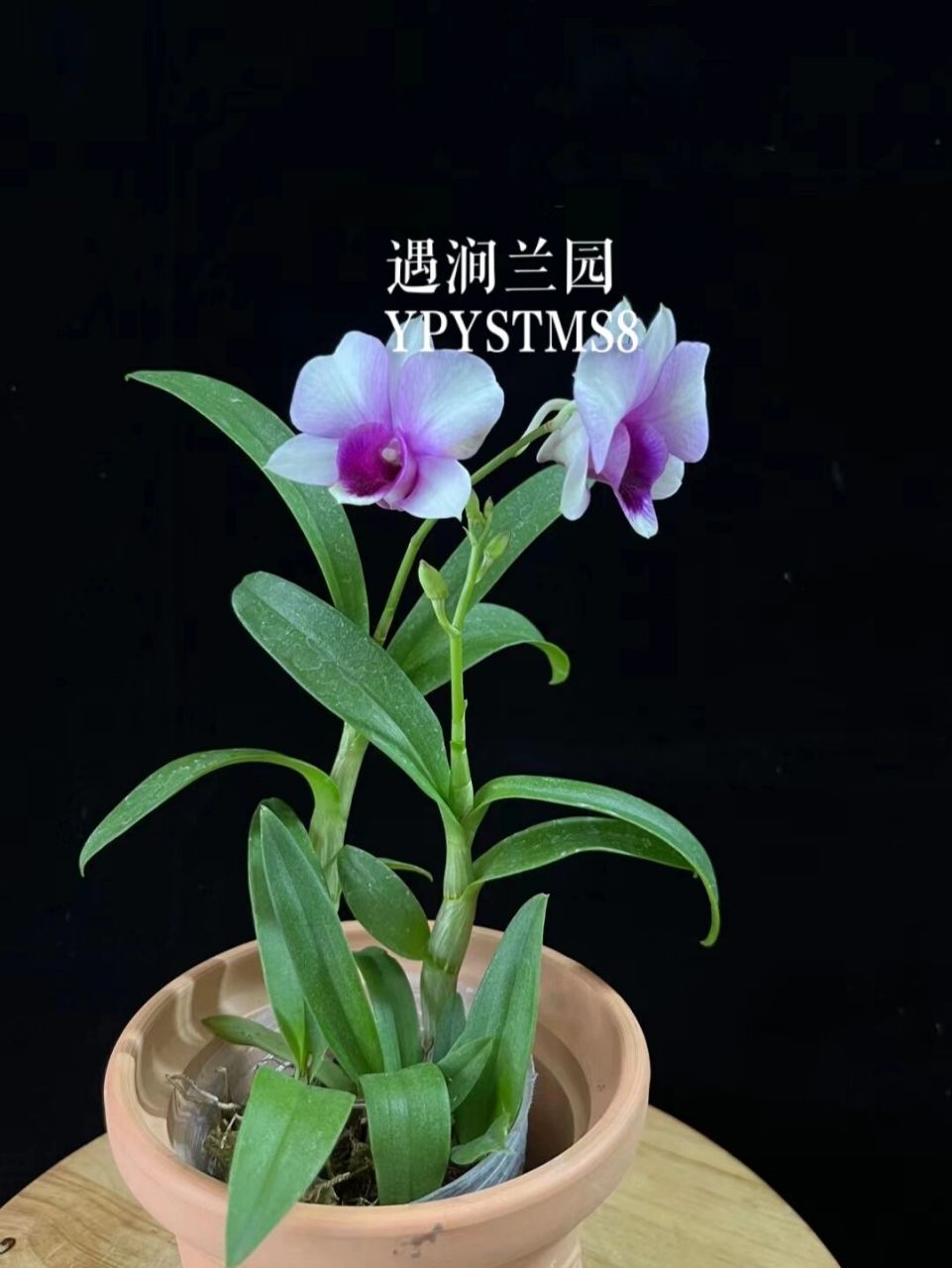 矮珍珠秋石斛兰,造景的好品种 矮珍珠秋石斛兰,造景的好品种 .