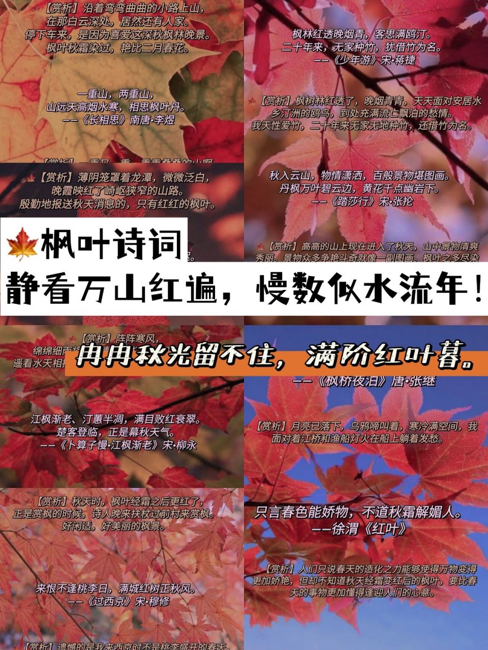 枫叶诗词|半是红叶半是黄,慢数流年赏秋光 随着秋天天气转凉,树叶中