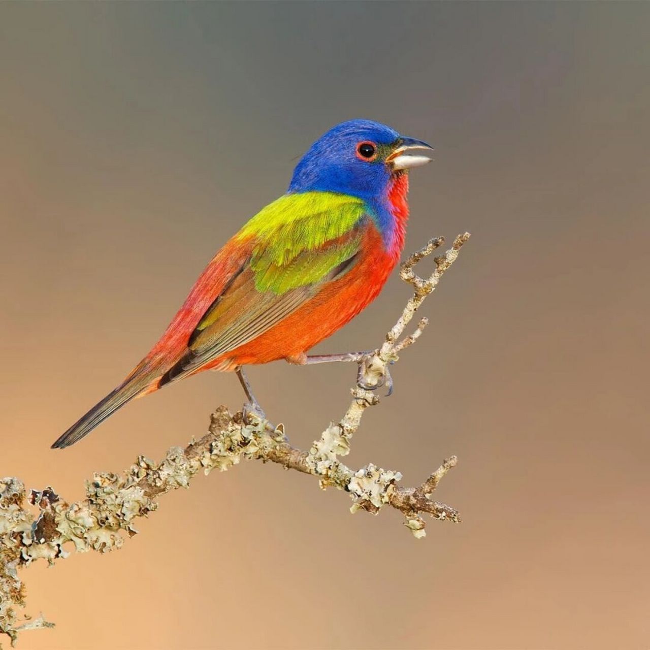 丽彩鹀 #保护动物# #鸟类# #观鸟# #丽彩鵐