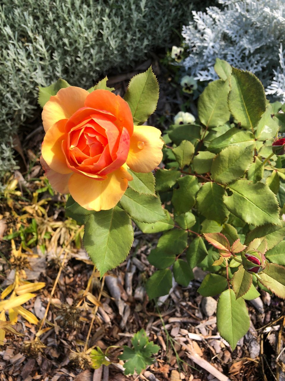 about face月季回眸 确实刺多.