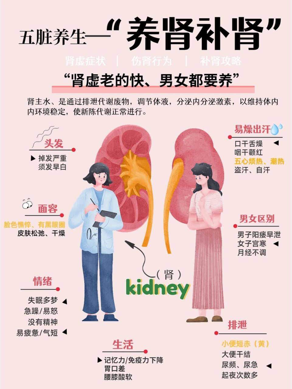 五脏养生--养肾篇|补肾97全面攻略保存好 肾主水,指肾具有管人体水