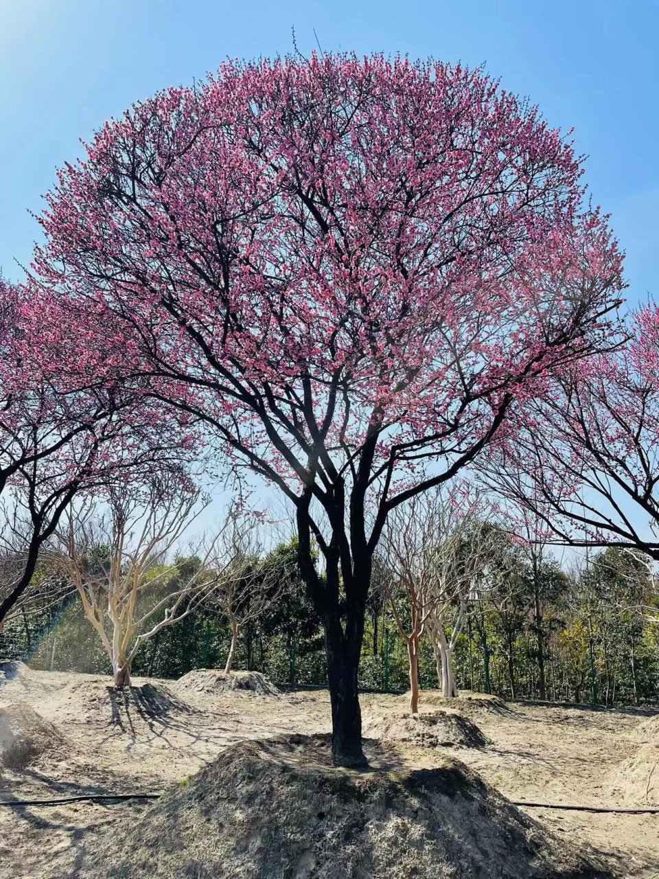 大规格原生红梅,百年古树梅花 大规格原生红梅树