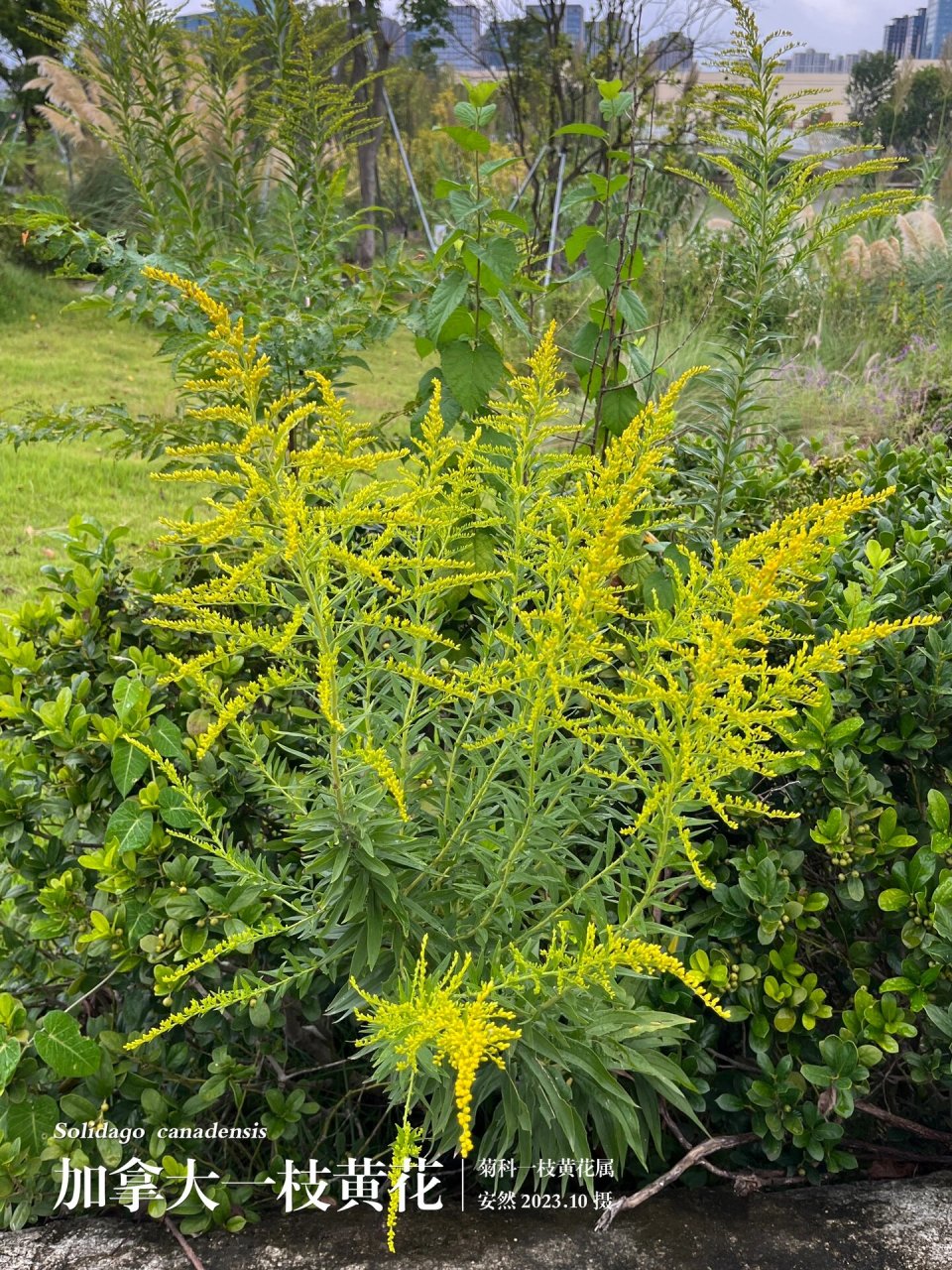 生态杀手通缉令植物图片